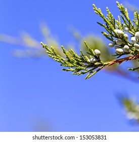 Western Juniper Branches Against The Blue Sky, Macro