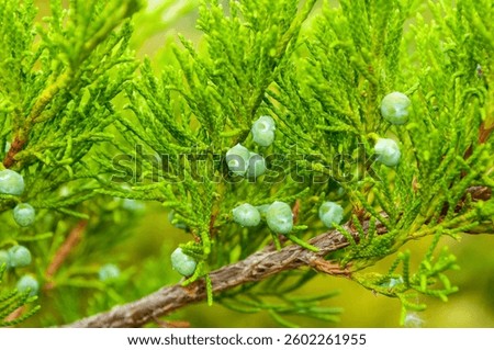 Western juniper branches - soft filter applied, natural view of Western juniper tree