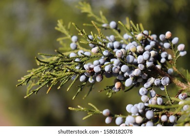 Western Juniper With Cones - Berries