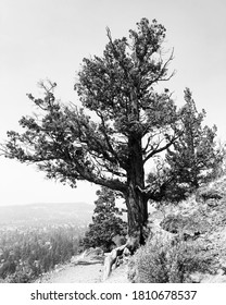 Western Juniper Pilot Butte State Park