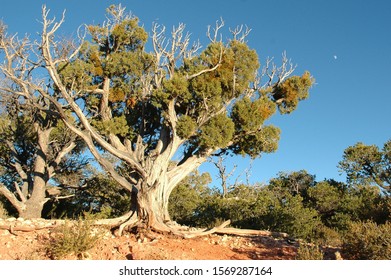 Western Juniper Tree (Juniperus Occidentalis)