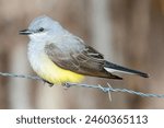 Western Kingbird foraging on barbed wire. Sierra Vista Open Space Preserve, Santa Clara County, California.