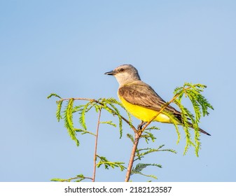 Western Kingbird Perched On A Tree Looking For Food In Southern USA