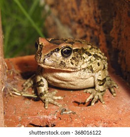 Western Leopard Toad Sitting Still