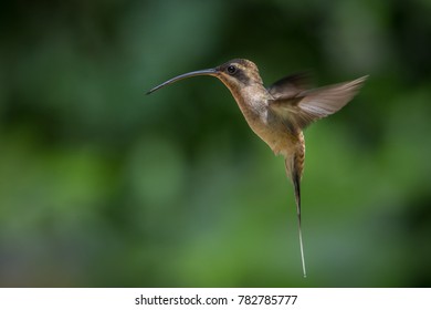 Western Long-tailed Hermit,  Panama
