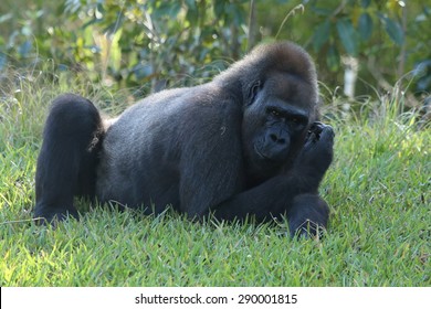 Western Lowland Gorilla