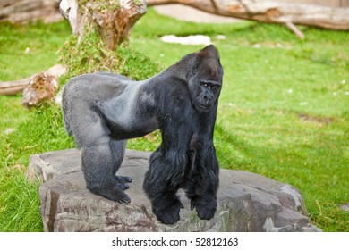 Western Lowland Gorilla