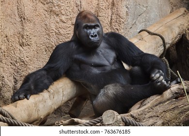 Western lowland gorilla (Gorilla gorilla gorilla).
