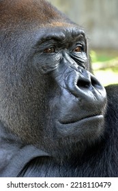 Western Lowland Gorilla (Gorilla Gorilla Gorilla), Animal Portrait, Male, Silverback, Captive, South-West Region, Cameroon