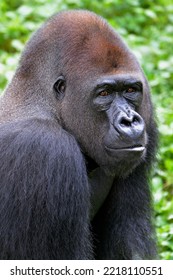 Western Lowland Gorilla (Gorilla Gorilla Gorilla), Animal Portrait, Male, Silverback, Captive, South-West Region, Cameroon