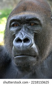 Western Lowland Gorilla (Gorilla Gorilla Gorilla), Animal Portrait, Male, Silverback, Captive, South-West Region, Cameroon