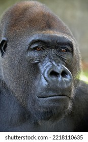 Western Lowland Gorilla (Gorilla Gorilla Gorilla), Animal Portrait, Male, Silverback, Captive, South-West Region, Cameroon