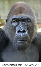 Western Lowland Gorilla (Gorilla Gorilla Gorilla), Animal Portrait, Male, Silverback, Captive, South-West Region, Cameroon