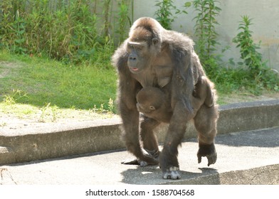 Western Lowland Gorilla Baby Hugging Her Mother.