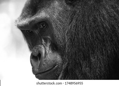 Western Lowland Gorilla (Gorilla Gorilla Gorilla). BAI Hokou. Dzanga Sangha Special Dense Forest Reserve, Central African Republic