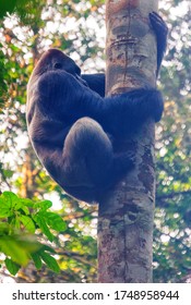 Western Lowland Gorilla (Gorilla Gorilla Gorilla). BAI Hokou. Dzanga Sangha Special Dense Forest Reserve, Central African Republic