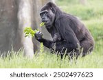 Western lowland gorilla carrying its offspring and eating greens. Mom gorilla with an adorable baby. Critically Endangered primate species. 