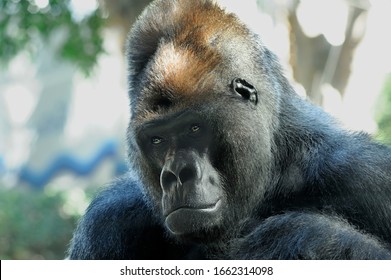 Gorilla Portrait Hd Stock Images Shutterstock