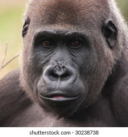 Western Lowland Gorilla Female