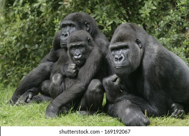 Western Lowland Gorilla, Gorilla Gorilla, Group Mammals On Grass 