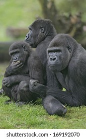 Western Lowland Gorilla, Gorilla Gorilla, Group Mammals On Grass 