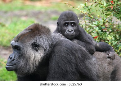 Western Lowland Gorilla With Infant