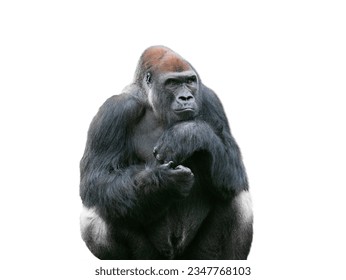  western lowland gorilla isolated on white background - Powered by Shutterstock