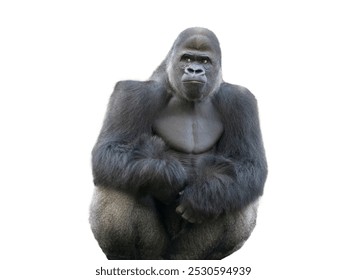  western lowland gorilla isolated on white background - Powered by Shutterstock