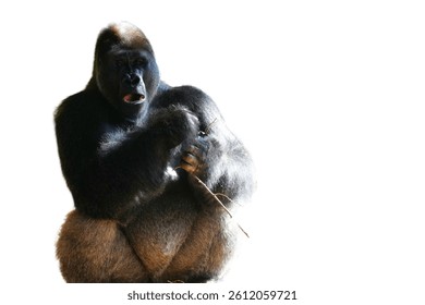 Western Lowland Gorilla (Gorilla gorilla gorilla) Isolated on a White Background with Copy Text Space. Majestic Wildlife Element for Conservation Posters, Animal Themes, PNG File