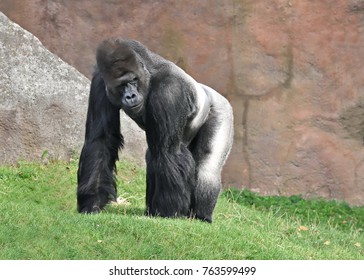 Western lowland gorilla (Gorilla gorilla gorilla) - the king of the jungle - Shutterstock ID 763599499