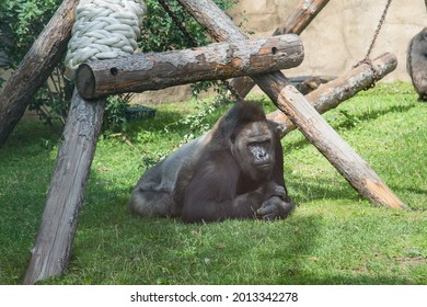 Western lowland gorilla (Latin Gorilla gorilla gorilla) lying under the trunks of trees on the green grass on a clear sunny day. Animals mammals primates zoos. - Shutterstock ID 2013342278