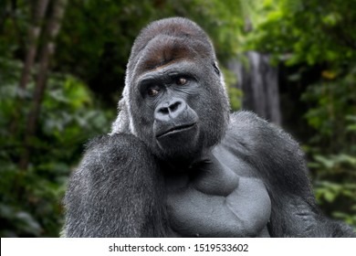 Western lowland gorilla (Gorilla gorilla gorilla) male silverback native to tropical rain forest in Central Africa