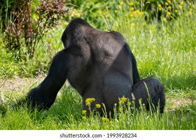 Western Lowland Gorilla (Gorilla Gorilla Gorilla) Relax In The Meadow, Family: Hominidae, Region: Central Africa.