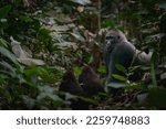 Western lowland gorilla (Gorilla gorilla gorilla) silverback with 2 youngsters in Marantaceae forest. Odzala-Kokoua National Park. Cuvette-Ouest Region. Republic of the Congo