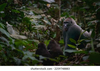 Western lowland gorilla (Gorilla gorilla gorilla) silverback with 2 youngsters in Marantaceae forest. Odzala-Kokoua National Park. Cuvette-Ouest Region. Republic of the Congo - Shutterstock ID 2259748883