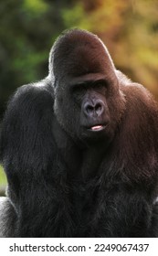 Western lowland gorilla, Gorilla gorilla, single mammal on grass - Shutterstock ID 2249067437