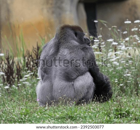 Western lowland gorilla sitting back looking at the white flowers.