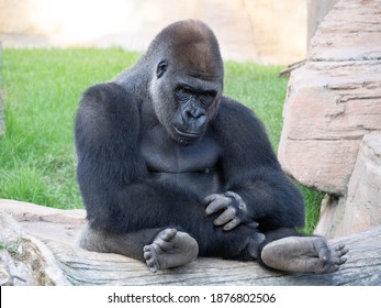 Western lowland gorilla sitting on the rock