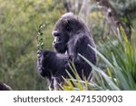 Western Lowland Gorilla (Gorilla gorilla gorilla) standing, holding leafy branch like a bouquet of flowers.
