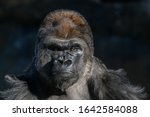 western Lowland Gorilla (Gorilla, gorilla, gorilla) with strong, angry look on face