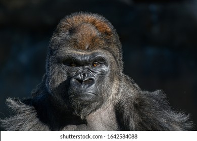 западная низинная горилла (горилла, горилла, горилла) с сильным, сердитым взглядом на лице