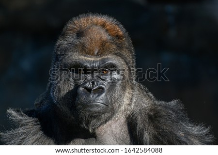 western Lowland Gorilla (Gorilla, gorilla, gorilla) with strong, angry look on face