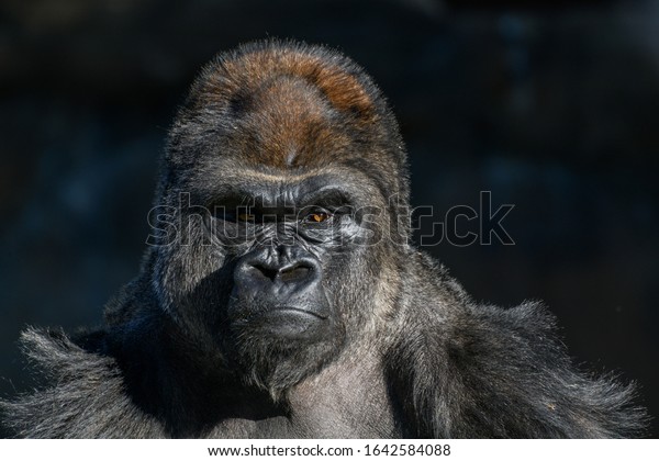 western Lowland Gorilla (Gorilla, gorilla,\
gorilla) with strong, angry look on\
face