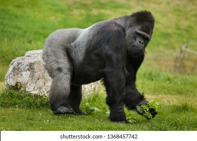 Western lowland gorilla (Gorilla gorilla gorilla). Wild life animal.