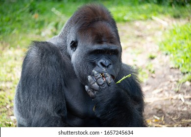 ゴリラ の画像 写真素材 ベクター画像 Shutterstock