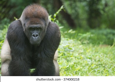 Alpha Male Images Stock Photos Vectors Shutterstock