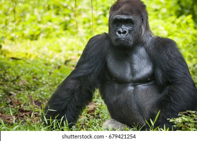 Western lowland silverback gorilla enjoying the evening