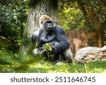 Western Lowland Silverback Gorilla foraging in a natural zoo enclosure in Georgia.