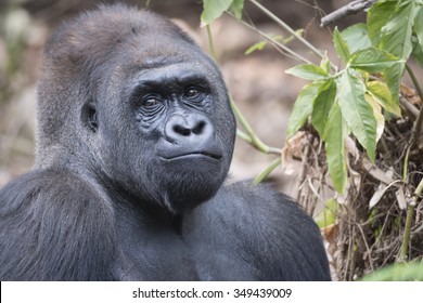 Friendly Gorilla の画像 写真素材 ベクター画像 Shutterstock