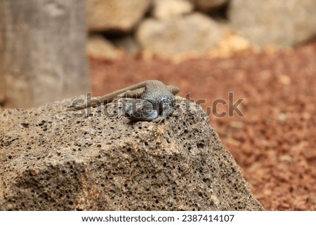 western male canary lizard Tenerife